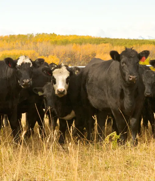 Supplies for the Livestock You Love