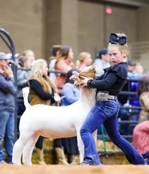 Where Winning Begins: Superior Show Supplies