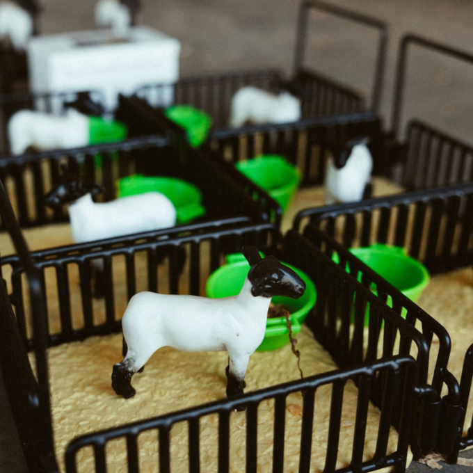 Little Buster Toys Champion Crossbred Market Lamb | Agzaga