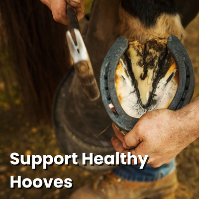 Bickmore® Pine Tar Hoof Treatment – Natural Hoof Care for Cracks, Corns & Hard Frogs (Pint) 